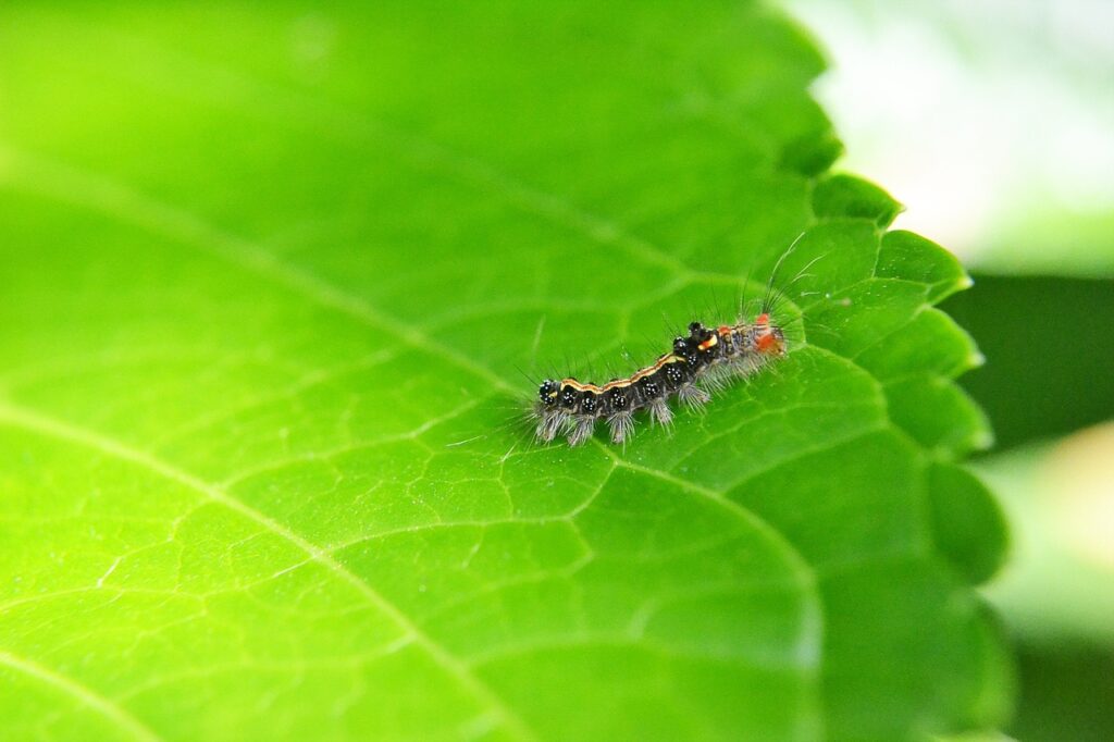 caterpillar-207339_1280